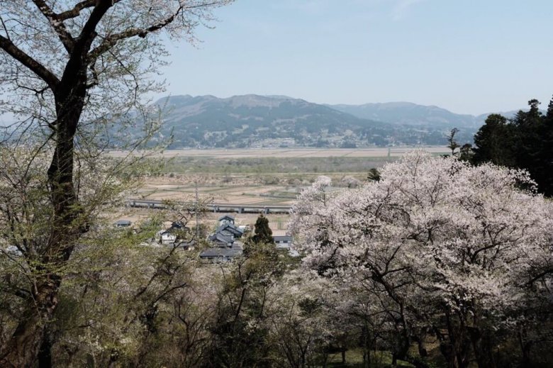 中尊寺の桜 お花見情報19 花に彩られる世界遺産を堪能 岩手小旅