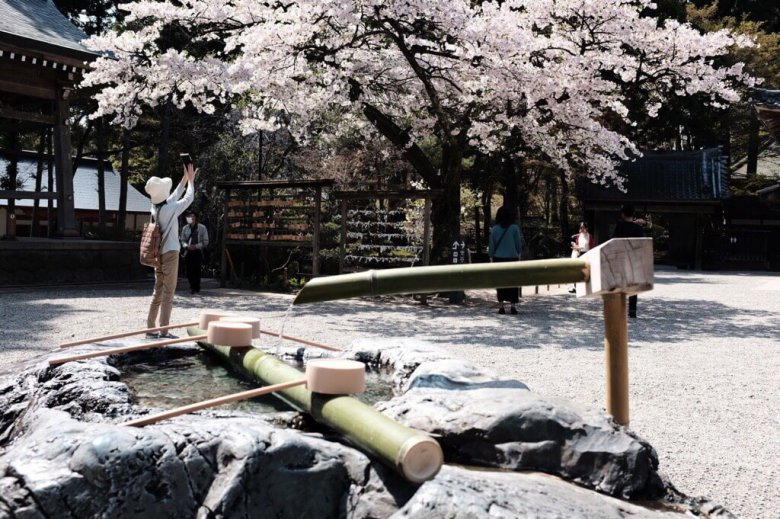 中尊寺の桜 お花見情報19 花に彩られる世界遺産を堪能 岩手小旅