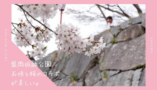 盛岡城跡公園の桜情報2019。石垣と桜が美しいお花見スポット