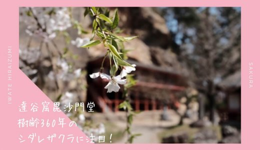 達谷窟毘沙門堂のお花見情報2019。シダレザクラの美しい桜名所